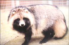 乐竞体育- 乐竞体育官方网站- 乐竞体育APP【致富有方】小小竹鼠带来大财富且看海胶保国分公司泽琦养殖合作社生财有道